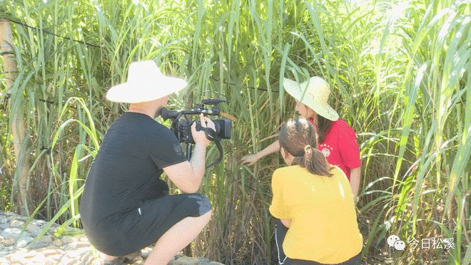 福建教育電視臺(tái)《鄉(xiāng)約科普》欄目組走進(jìn)松溪，捕捉科技興農(nóng)新畫卷
